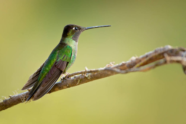Rivoli barátait kolibri (Eugenes fulgens) egy nagy kolibri. Rivoli barátait kolibri fajták, Honduras és Nicaragua az Egyesült Államok délnyugati részén a hegyekben. - Fotó, kép