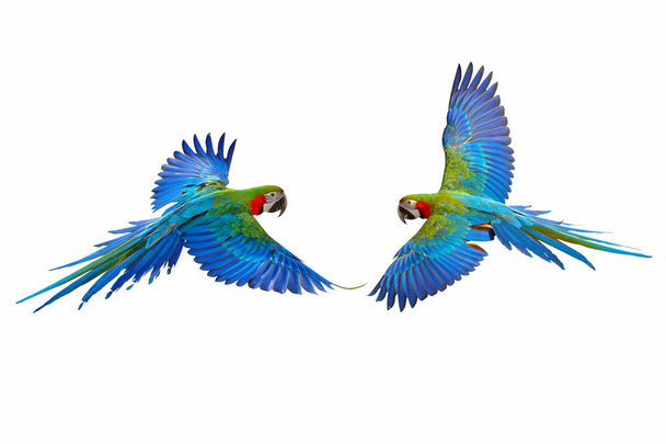 Kleurrijke vliegende papegaai geïsoleerd op witte achtergrond. - Foto, afbeelding