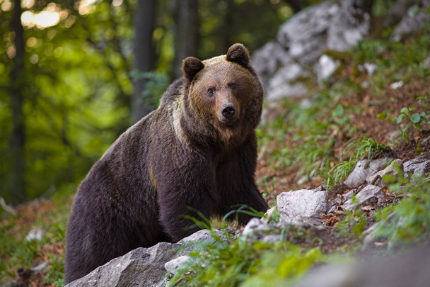 Dominantní medvěd hnědý ursus arctos na malé skále v lese. - Fotografie, Obrázek