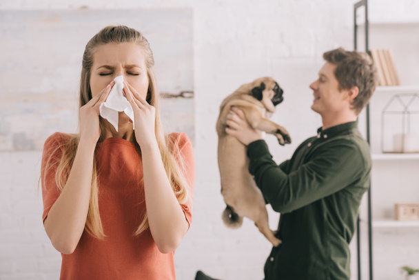 selective focus of blonde girl allergic to dog sneezing in white tissue near cheerful man holding pug   - Zdjęcie, obraz