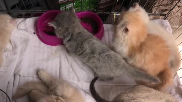 Turco angora gato buscando
 - Metraje, vídeo