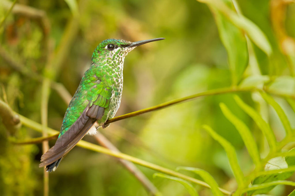 Zelená korunován brilantní (Heliodoxa jacula) je velký, robustní kolibříka, který lesích na Vysočině z Kostariky na západní Ekvádor. - Fotografie, Obrázek