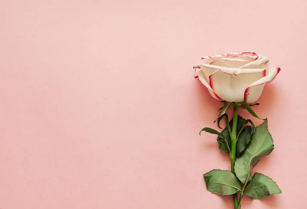 Single rose flower on pink background with place for text - Fotó, kép