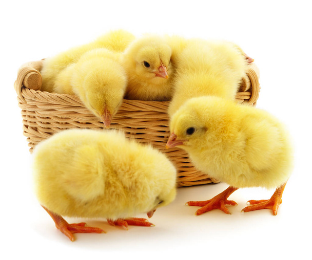 Small yellow chickens in basket. - Фото, изображение