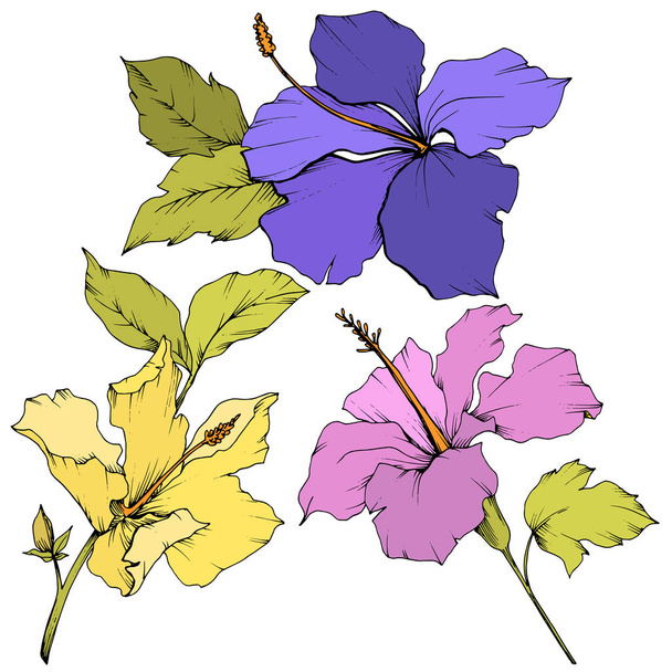 Vektor Hibiszkusz virág botanikai virág. Vésett tinta art. Elszigetelt hibiscus ábra elem fehér háttér. - Vektor, kép