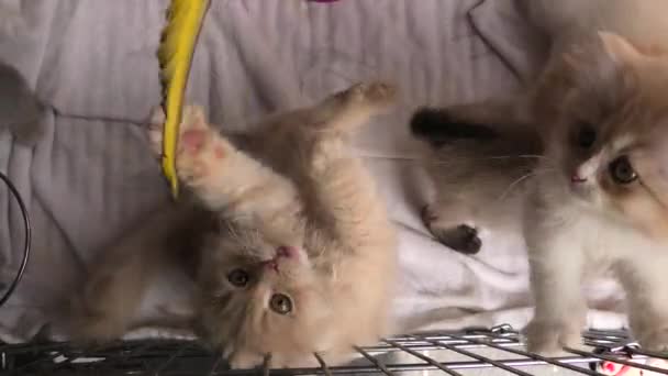 Turkish Angora cats playing - Footage, Video