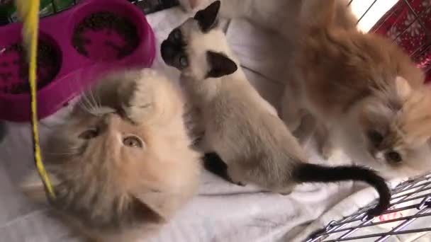 siamilainen kissanpentu häkissä leikkii
 - Materiaali, video