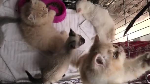 kolme kissanpentua häkissä leikkii
 - Materiaali, video