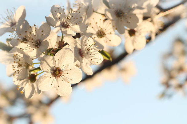 Zbliżenie wiosennych kwiatów - Zdjęcie, obraz