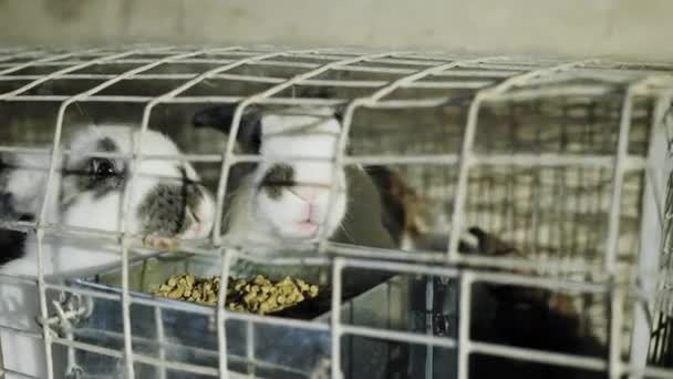 Twee witte konijn is in de RVS kooi met feed - Video