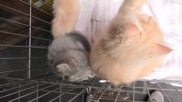 Τουρκικά Αγκύρας γάτα στο κατάστημα κατοικίδιων ζώων - Πλάνα, βίντεο