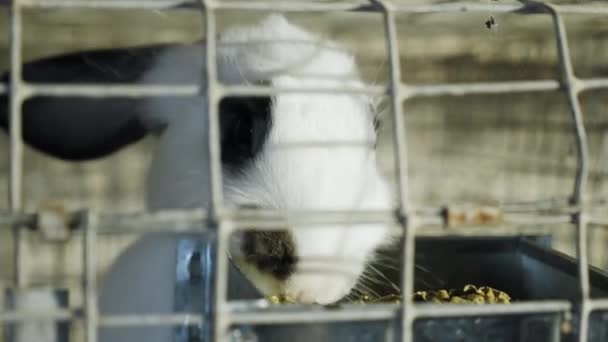 Het witte konijn is in de RVS kooi met feed - Video