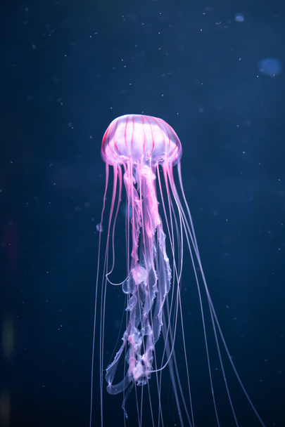 glowing jellyfish chrysaora pacifica underwater - Foto, imagen