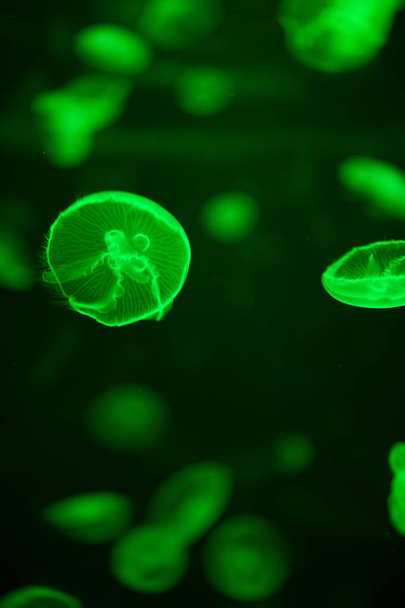 green glowing jellyfish aurelia aurita underwater - Foto, Imagem