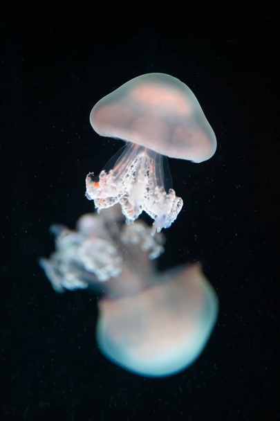 Медузы корневища пульмо под водой
 - Фото, изображение