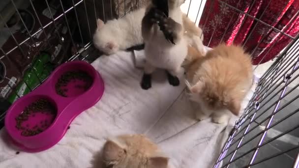 Τουρκικά Αγκύρας και περσικές γάτες σε κατάστημα κατοικίδιων ζώων - Πλάνα, βίντεο