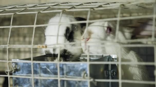 Dos conejos blancos están en la jaula de acero inoxidable con alimentación
 - Imágenes, Vídeo