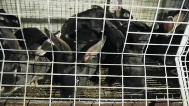 Kilku czarna królików w klatce ze stali nierdzewnej - Materiał filmowy, wideo