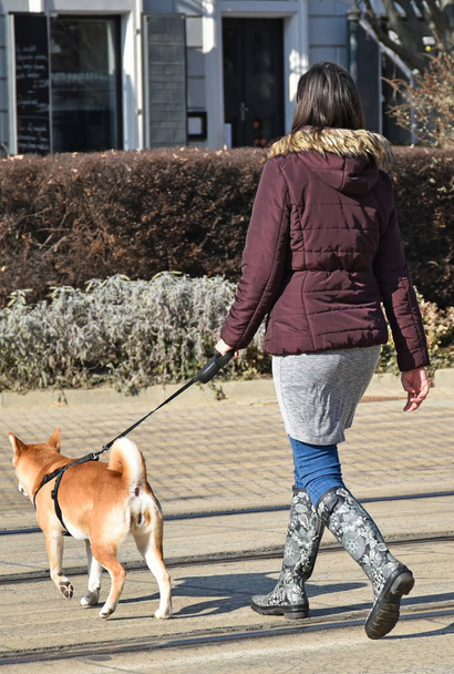Kobieta jest chodzenie psa na ulicy - Zdjęcie, obraz