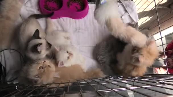 viisi kissanpentua häkissä etsivät ja leikkivät
 - Materiaali, video