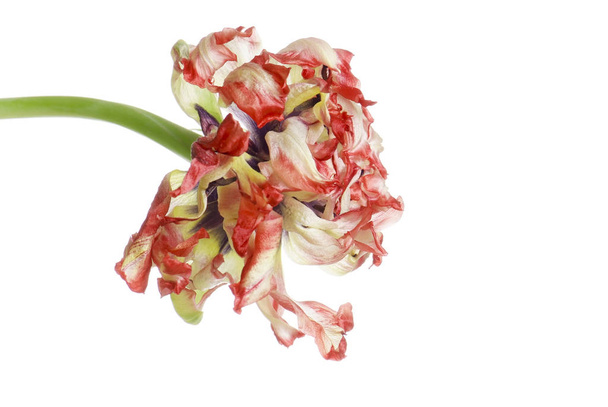 Close-up van rode verschoten tulip geïsoleerd op wit - Foto, afbeelding