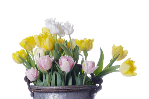 close up white, pink and yellow tulip isolated on white - Photo, Image