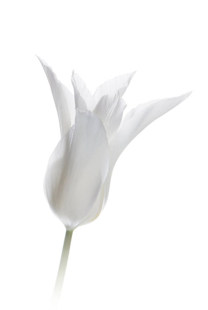 Close-up van witte tulp geïsoleerd op wit - Foto, afbeelding