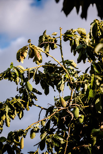 Árbol de aguacate con muchos frutos colgando de sus ramas en el s
 - Foto, Imagen