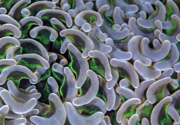 Bioluminesenssin ankkurikorallin polyypit. Lembeh Straits, Indonesia
 - Valokuva, kuva