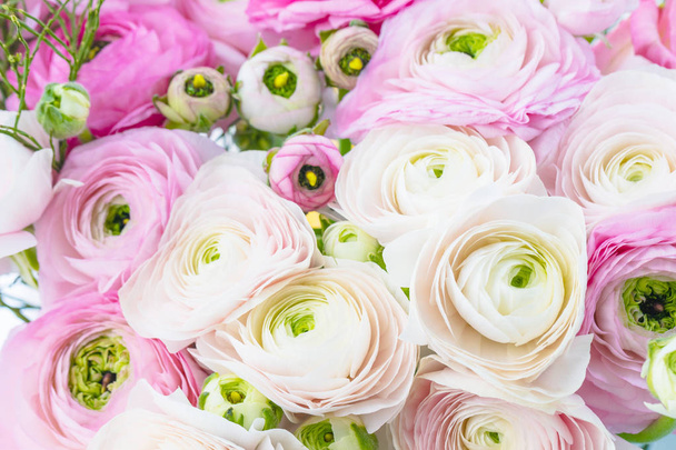 Περσικά-buttercups. Όμορφο απαλό ροζ ranunculus λουλούδια φόντο. Ταπετσαρία, οριζόντια εικόνα - Φωτογραφία, εικόνα
