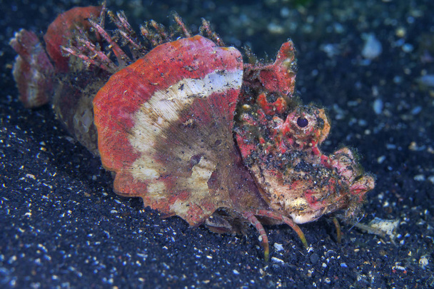 Devil Scorpionfish. Estrecho de Lembeh, Indonesia
 - Foto, imagen