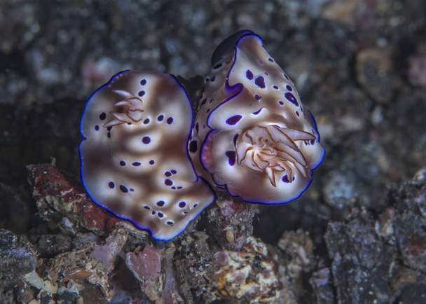 Nudibranquios Risbecia tyroni apareamiento. Estrecho de Lembeh, Indonesia
 - Foto, Imagen