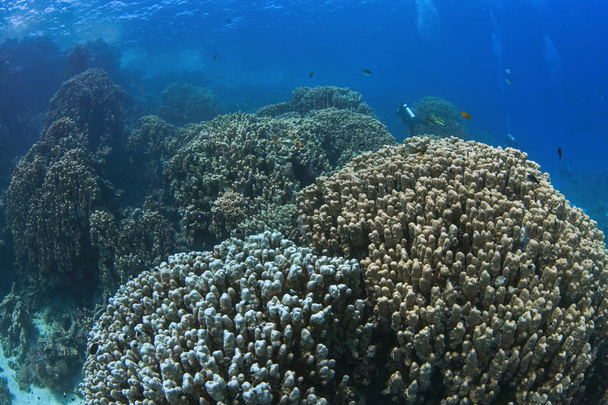 紅海南エジプトの海岸の沖で山岳のサンゴ礁の海の絵. - 写真・画像