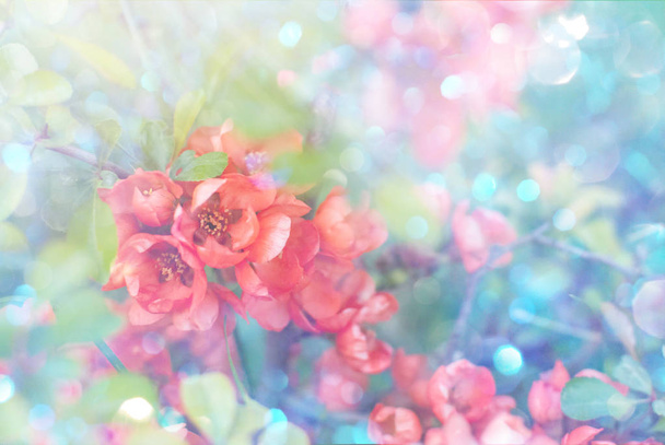 Tuin bloeiende bloemen op een getinte zachte achtergrond buitenshuis. Voorjaar zomer florale achtergrond. - Foto, afbeelding