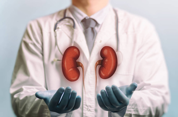 Image of a doctor in a white coat and kidneys above his hands. Concept of a healthy kidneys. - Photo, Image