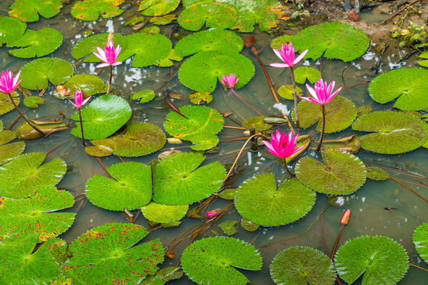 Bella Loto Rosa, pianta acquatica con riflesso in uno stagno. Gre
 - Foto, immagini