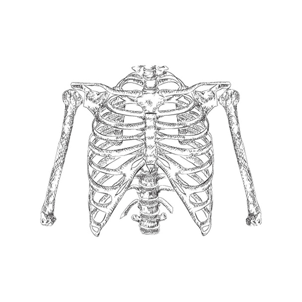 Hand drawn vector, ribs illustration  - Vector, Image