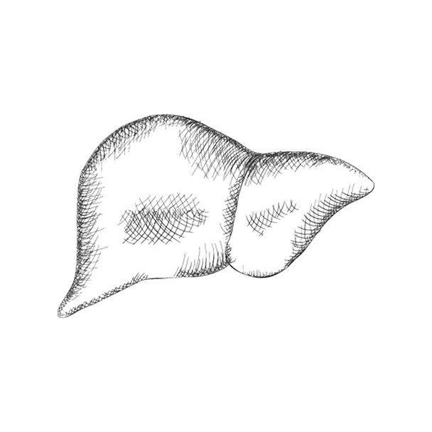 Liver illustration, body organ vector sketch  - ベクター画像