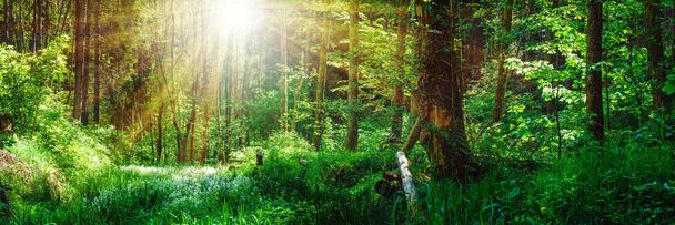 Bosque en primavera con sol brillante brillando a través de los árboles
 - Foto, Imagen