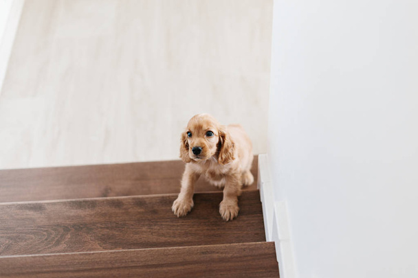 2 month old cute english cocker spaniel puppy on the stairs - Foto, Bild