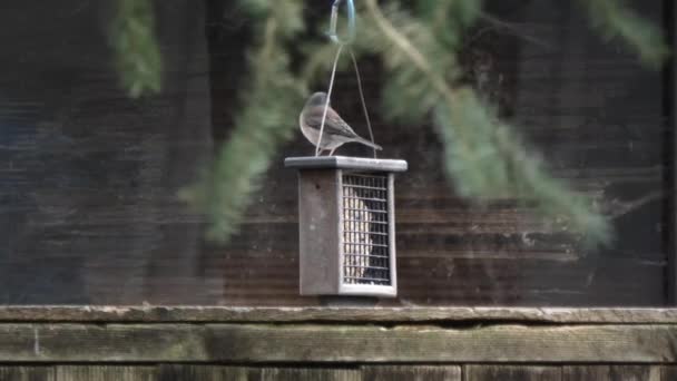 pequeño pájaro junco de ojos oscuros sentado en alimentador
 - Metraje, vídeo