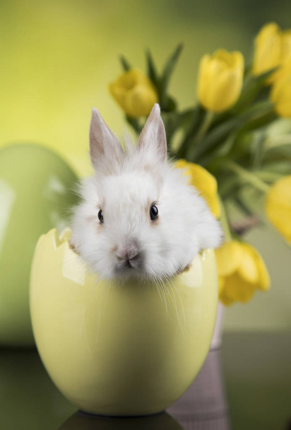 Paskalya dekorasyon, tavşan, yumurta ve çiçekler - Fotoğraf, Görsel