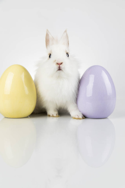 Húsvéti állat ünnep, és tojásfehérje háttér - Fotó, kép
