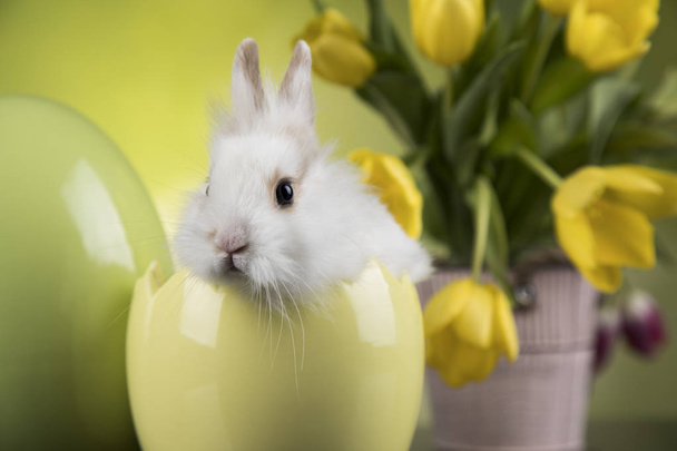 Decoração de Páscoa, coelhos, ovos e flores
 - Foto, Imagem