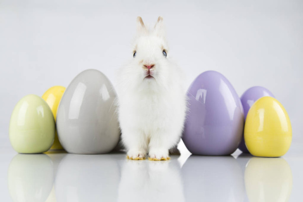 Kani, pupu ja pääsiäismuna ja valkoinen tausta
 - Valokuva, kuva