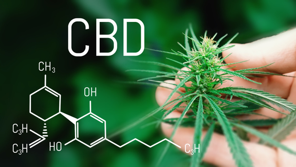 Concept of herbal alternative medicine, CBD oil. Hand holding ca - Photo, Image