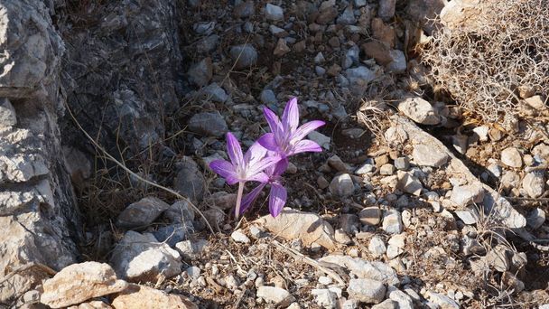 Flor silvestre violeta del Colchicum variegatum Mediterráneo
 - Foto, imagen