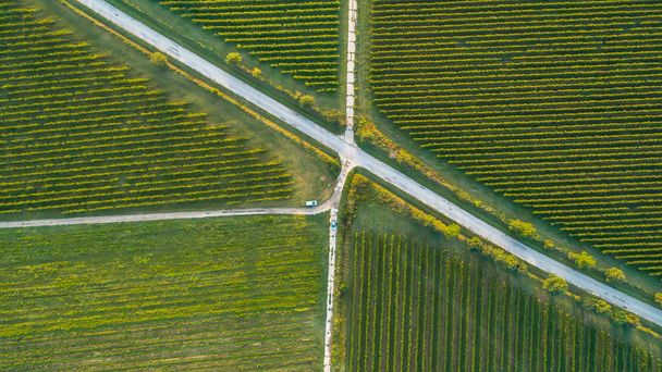 Vineyard from above made by drone - Photo, Image