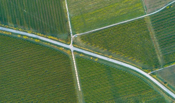 Vineyard from above made by drone - Fotoğraf, Görsel