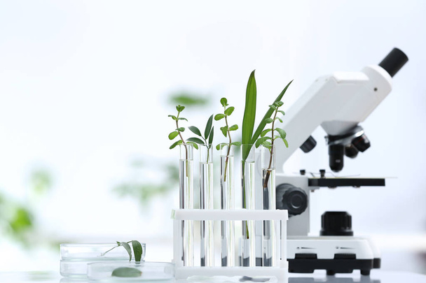 Laboratory glassware with different plants and microscope on table against blurred background, space for text. Chemistry research - Photo, image